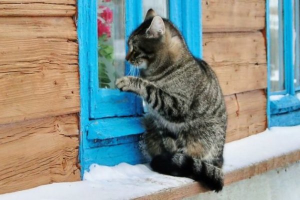 Кракен запрещенные вещества