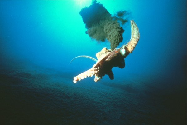Kraken 22 аt